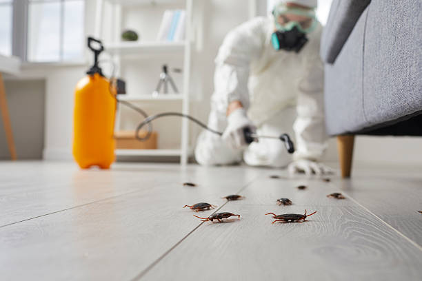 Commercial Kitchen Cockroach Control in Stirling